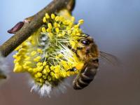 蜜蜂可以授粉的品种(蜜蜂授粉)